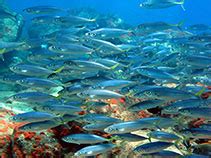 Decapterus muroadsi, Amberstripe scad : fisheries, gamefish, bait.